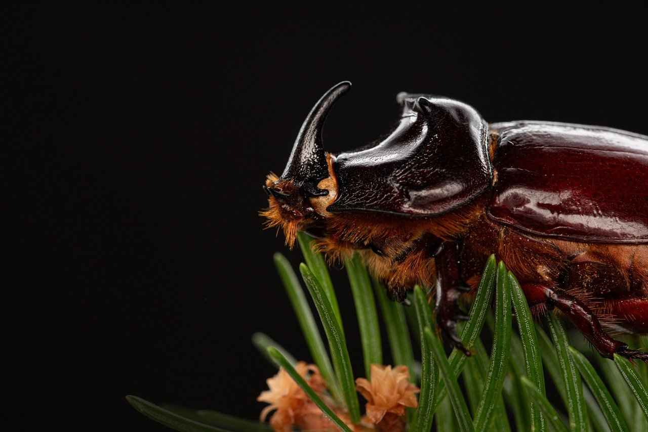 Treating Bed Bug Bites on Dogs