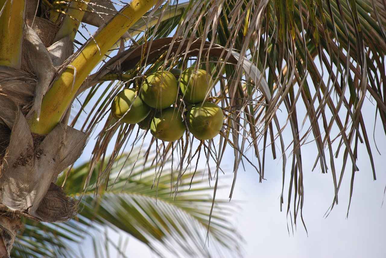Does Coconut Water Break a Fast? Experts Weigh In 5 When to Consume Coconut Water During a Fast