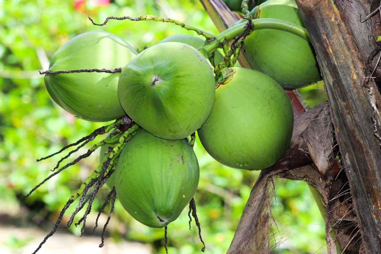 Does Coconut Water Break a Fast? Experts Weigh In 2 The Nutritional Profile of Coconut Water