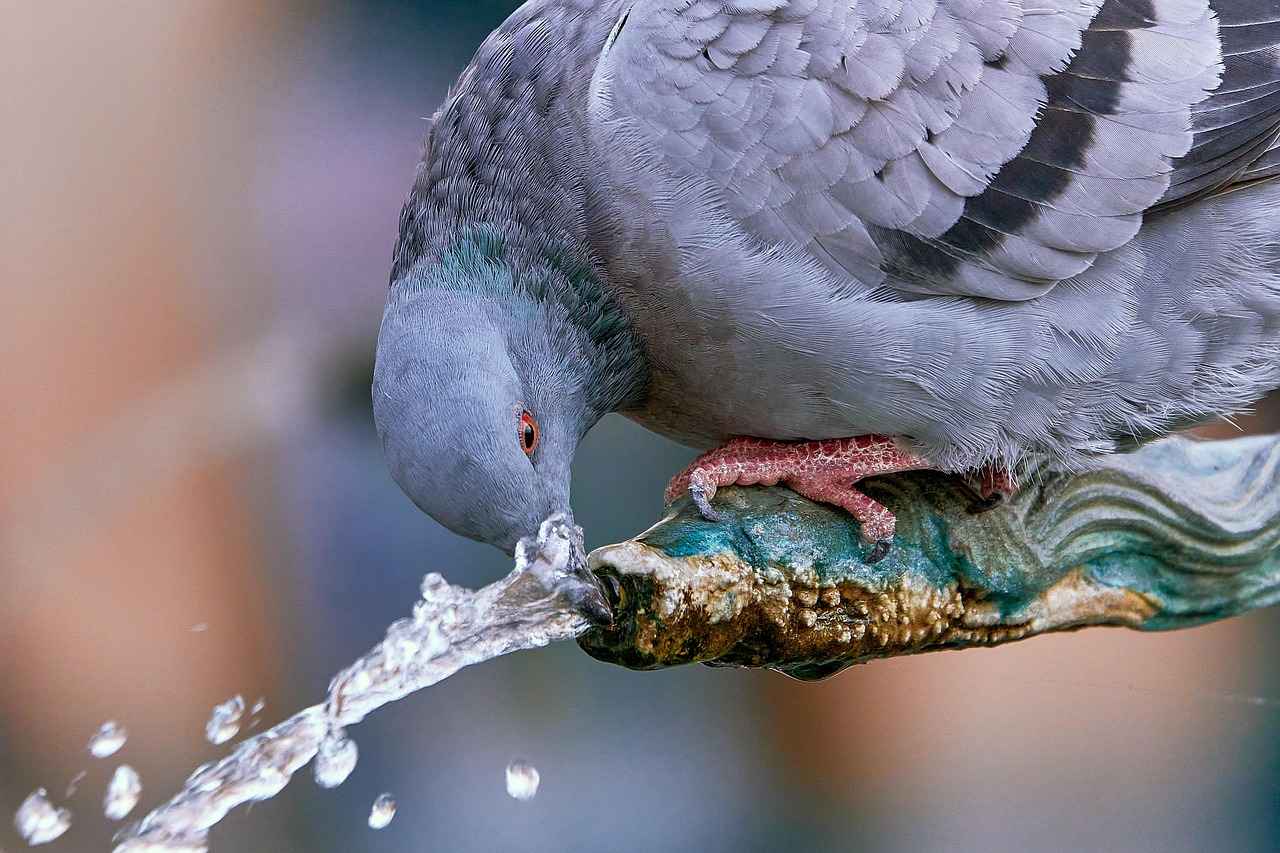 Understanding Distilled Water
