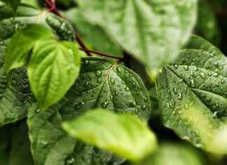 Does Hot or Cold Water Freeze Faster? Does Hot or Cold Water Freeze Faster?