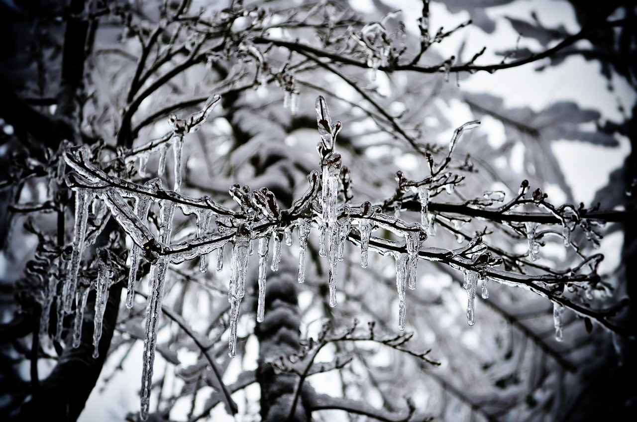 Scientific Studies on Freezing Water