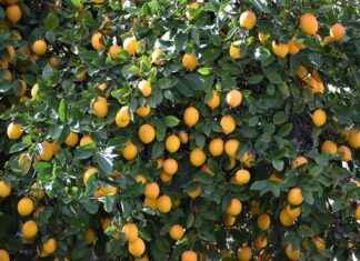 Does Lemon Water Break a Fast? Experts Explain Does Lemon Water Break a Fast? Experts Explain