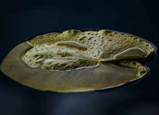 Does Water Fasting Help Lower Blood Sugar Levels? Does Water Fasting Help Lower Blood Sugar Levels?