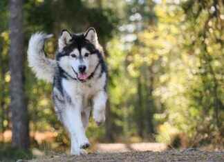 Dog Bed Couch: Combining Comfort and Style for Your Pet Dog Bed Couch: Combining Comfort and Style for Your Pet