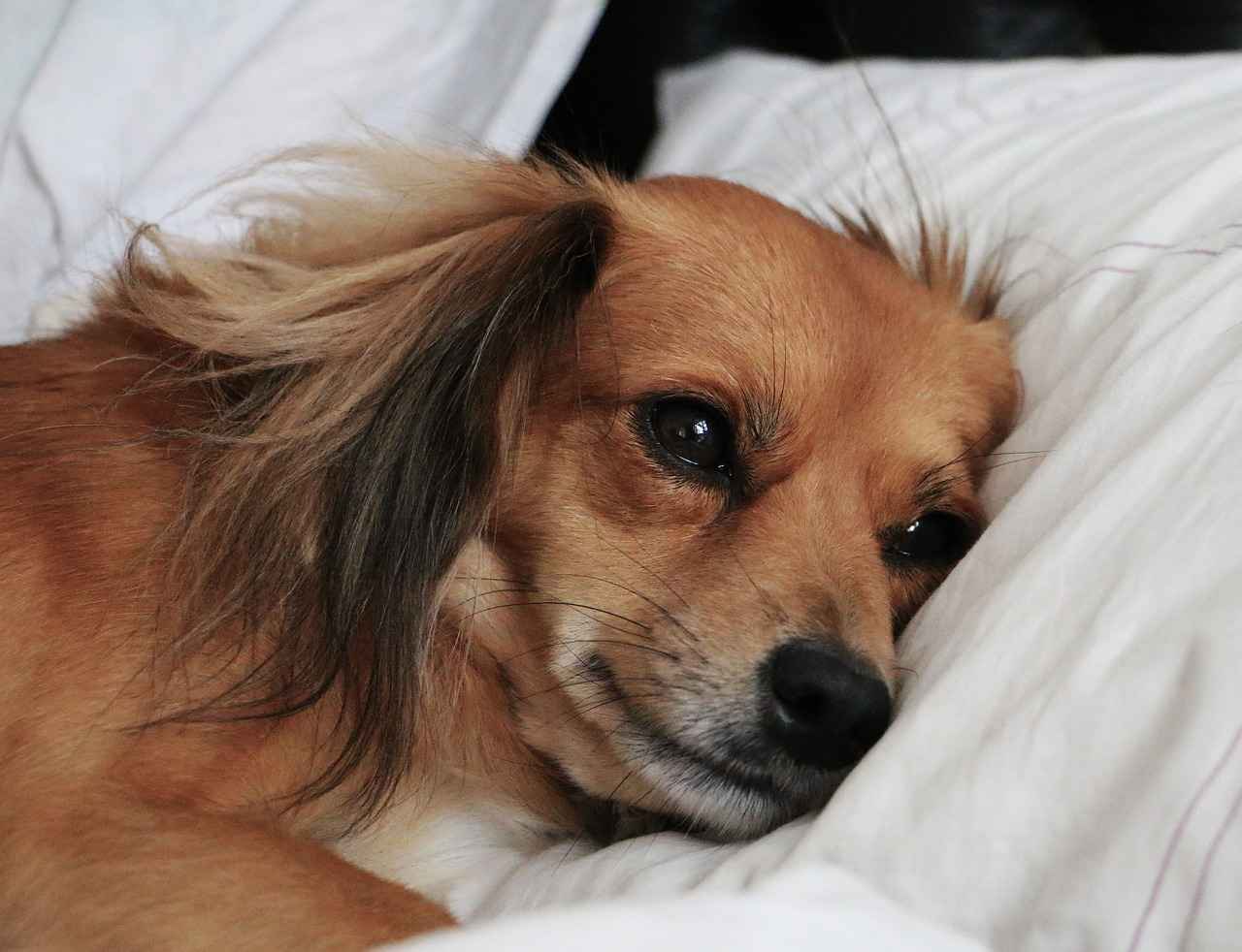 Top Dog Bed Brands for Car Use