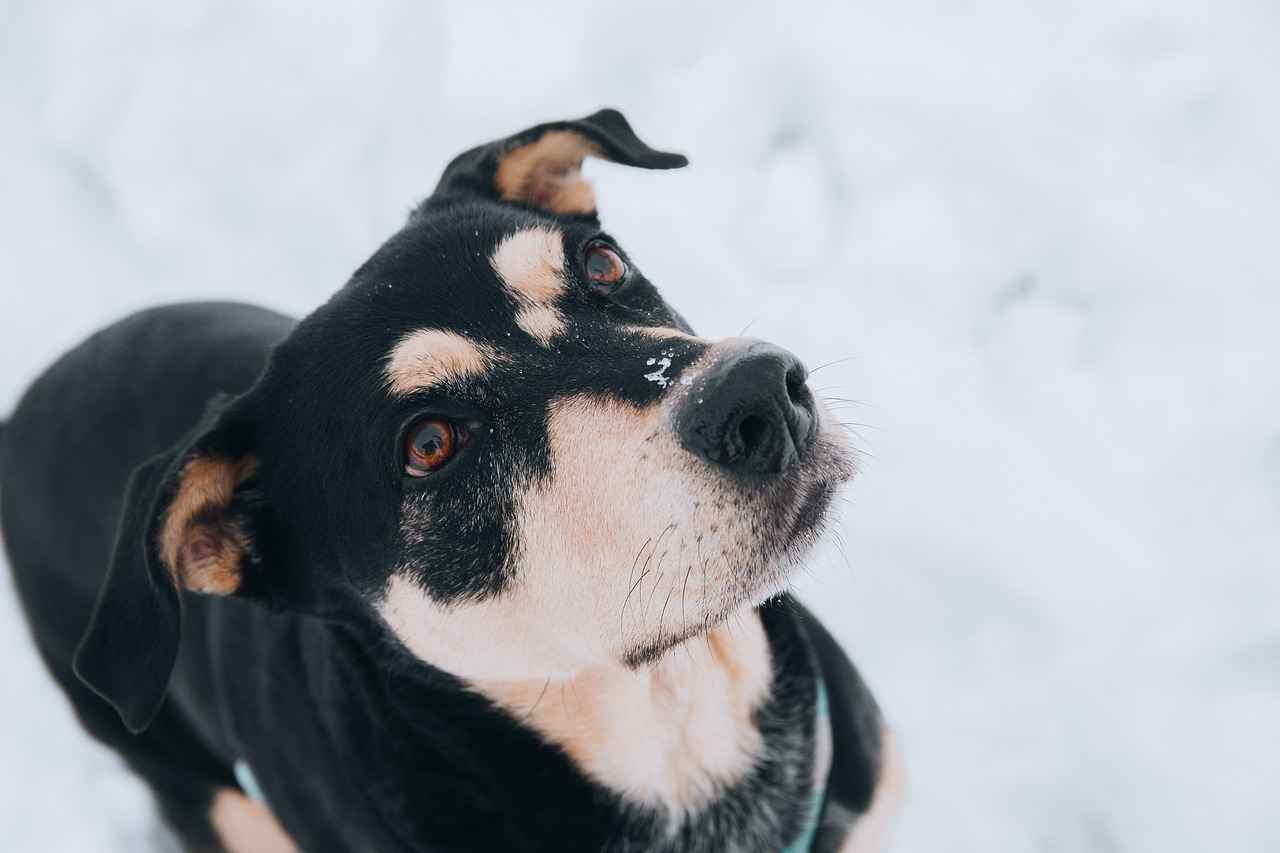 Tips for Introducing Your Dog to Their Car Bed