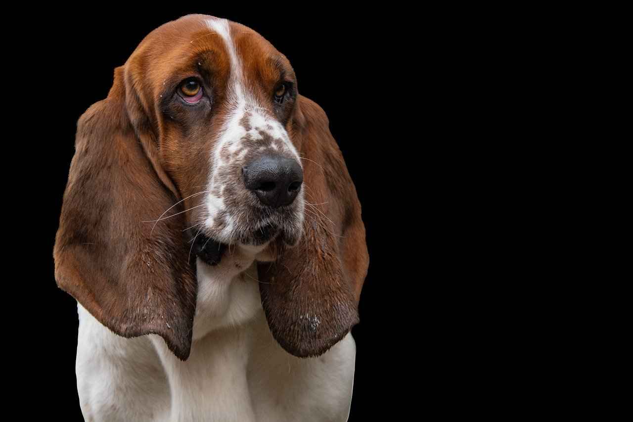 Maintaining Your Dog's Car Bed