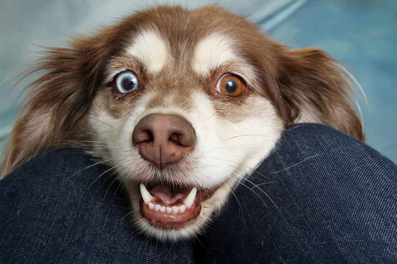 Key Features to Look for in a Car Dog Bed