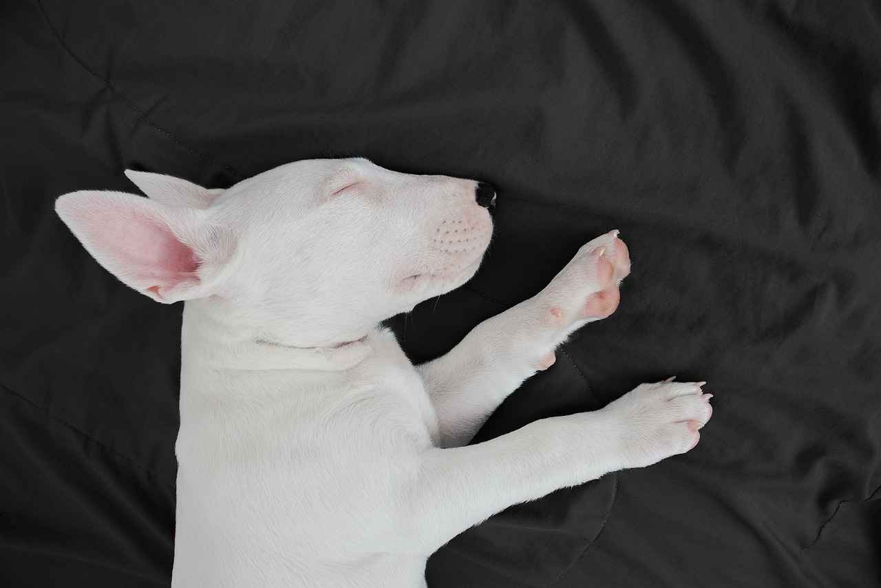 Conclusion: Ensuring Comfort for Dogs on the Go