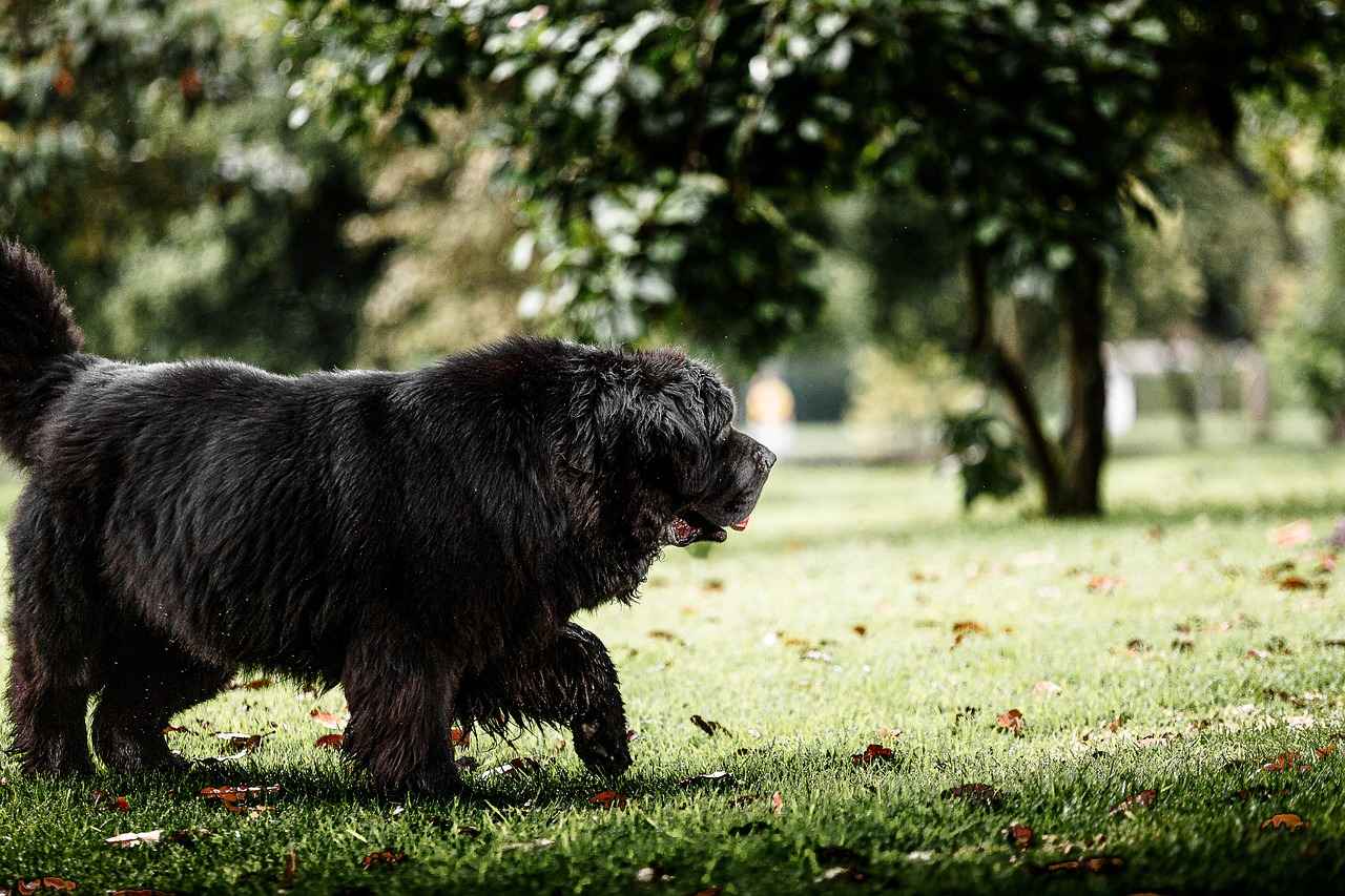 Maintaining Your Dog Bed for Longevity