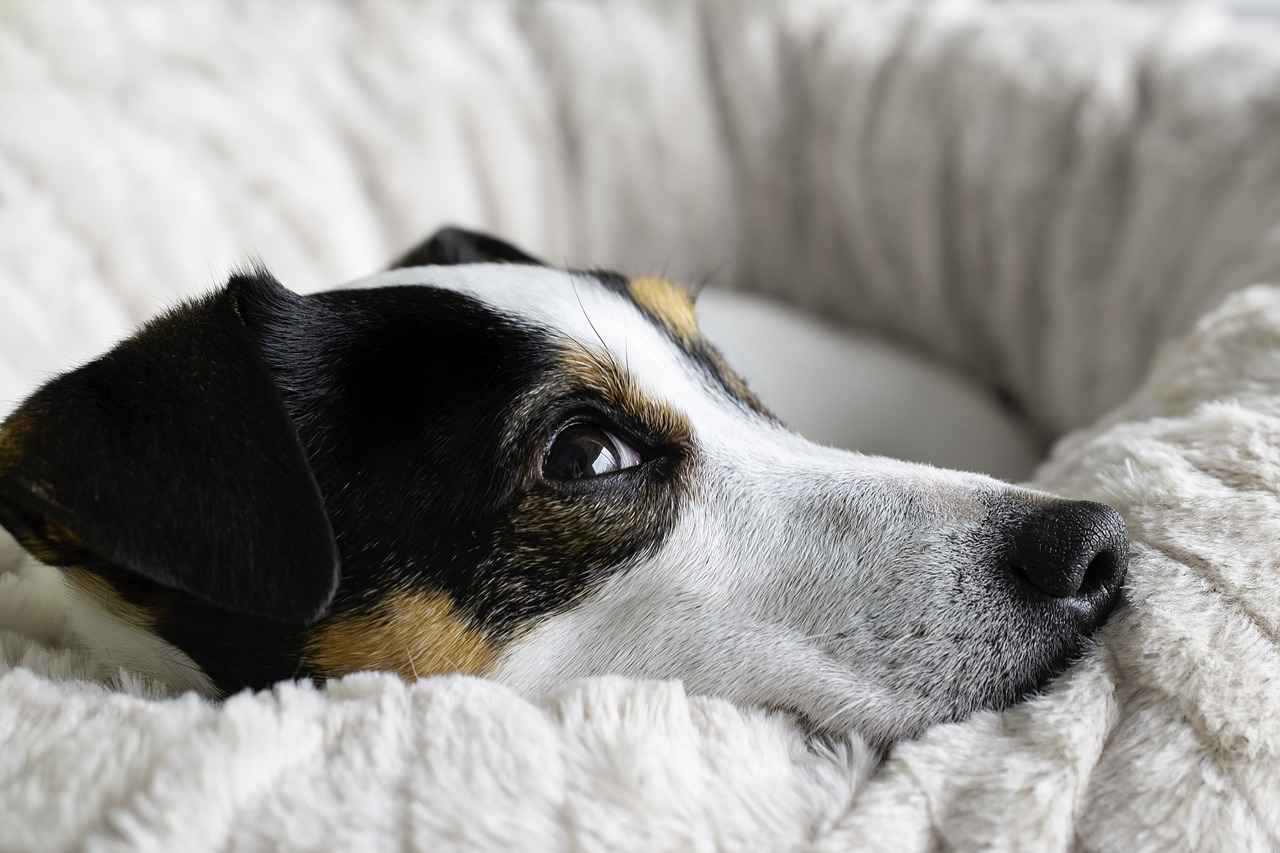 Choosing the Right Dog Bed for Your Couch