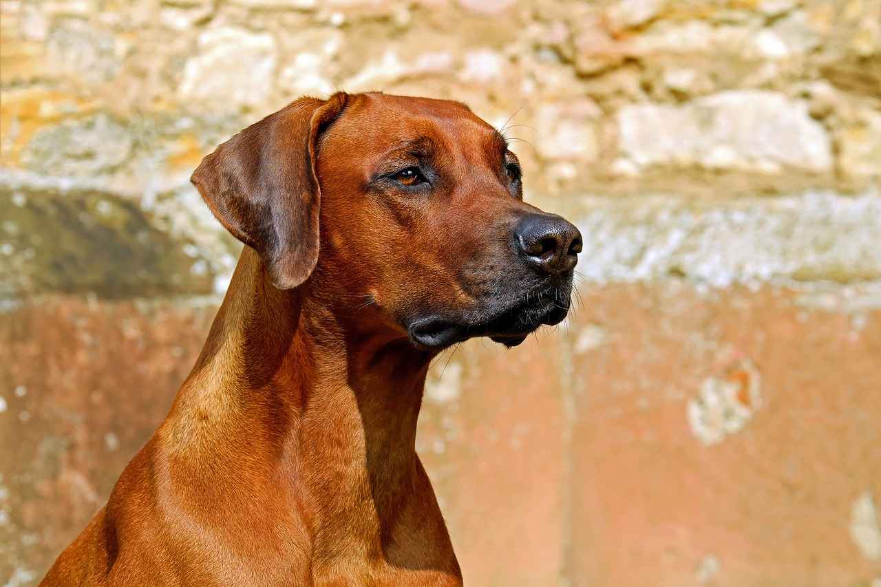 Conclusion: Enhancing Comfort for You and Your Dog