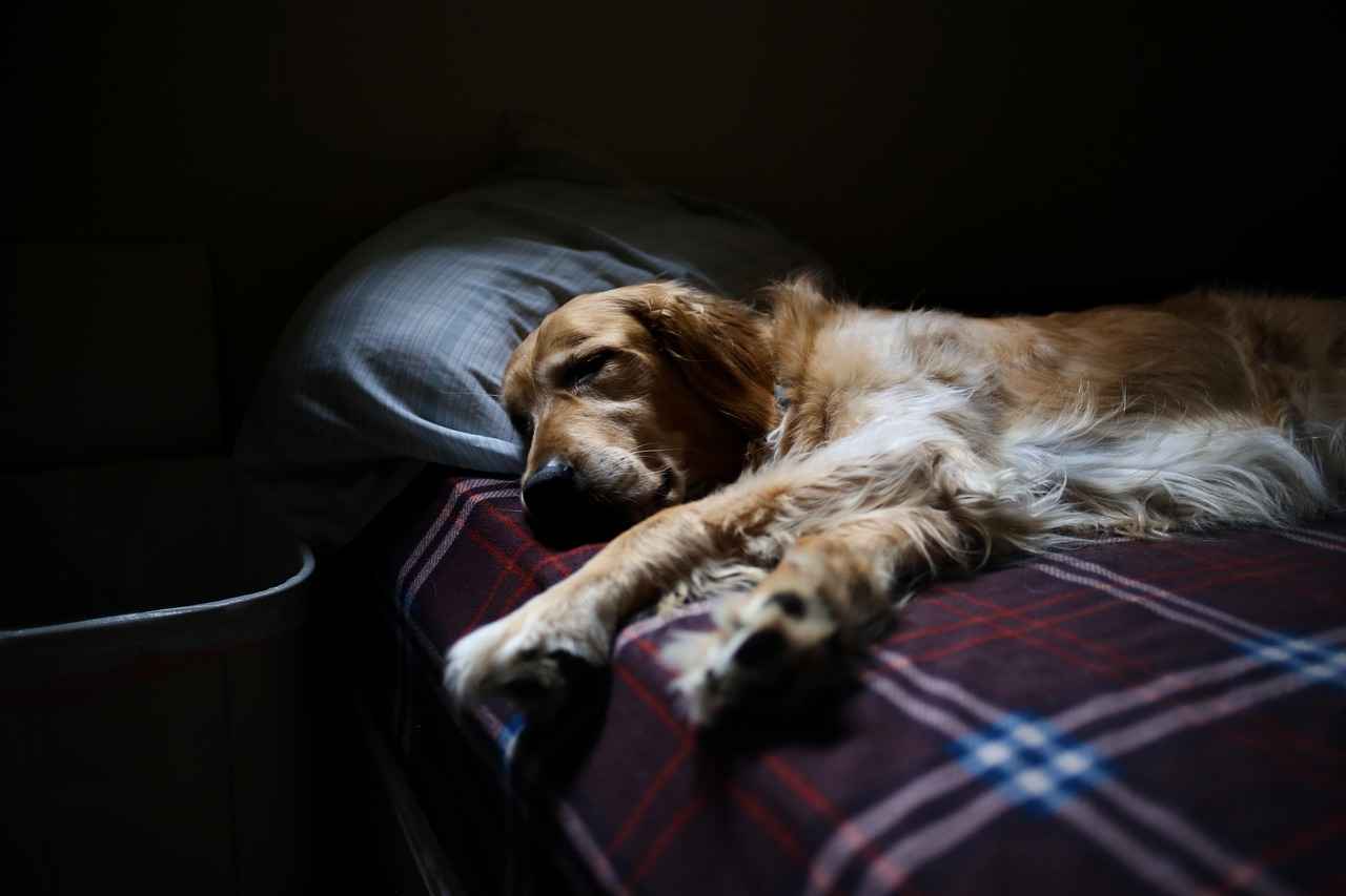 Material Options for Dog Beds