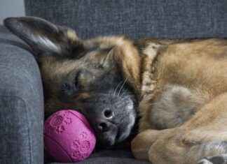 Dog Bed for Humans: Can You Share Your Bed with Your Dog? Dog Bed for Humans: Can You Share Your Bed with Your Dog?
