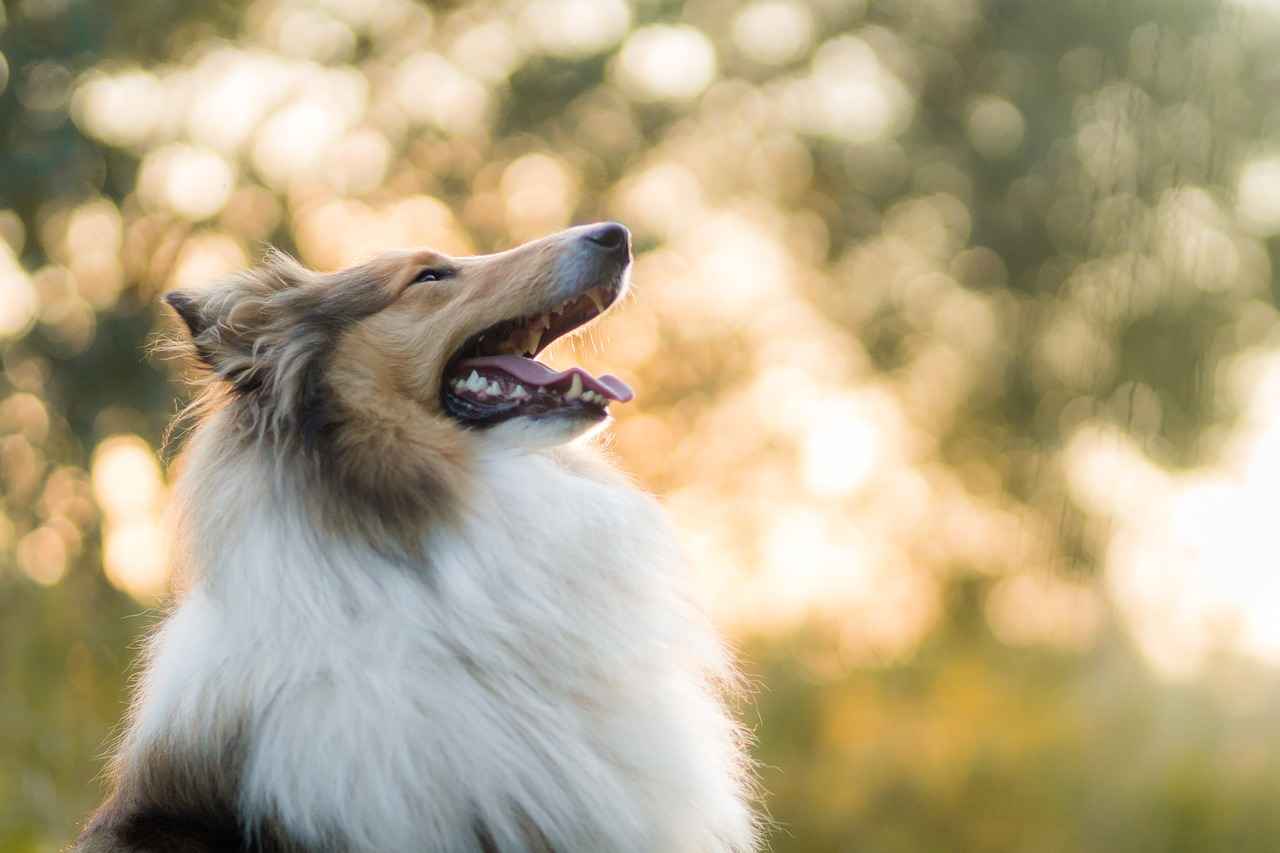 Maintaining Your Large Dog Bed