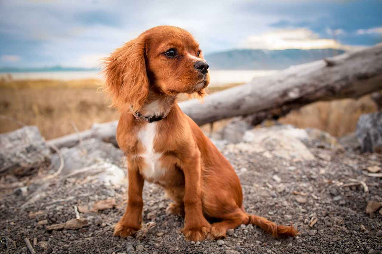 Why Choosing the Right Dog Bed Matters