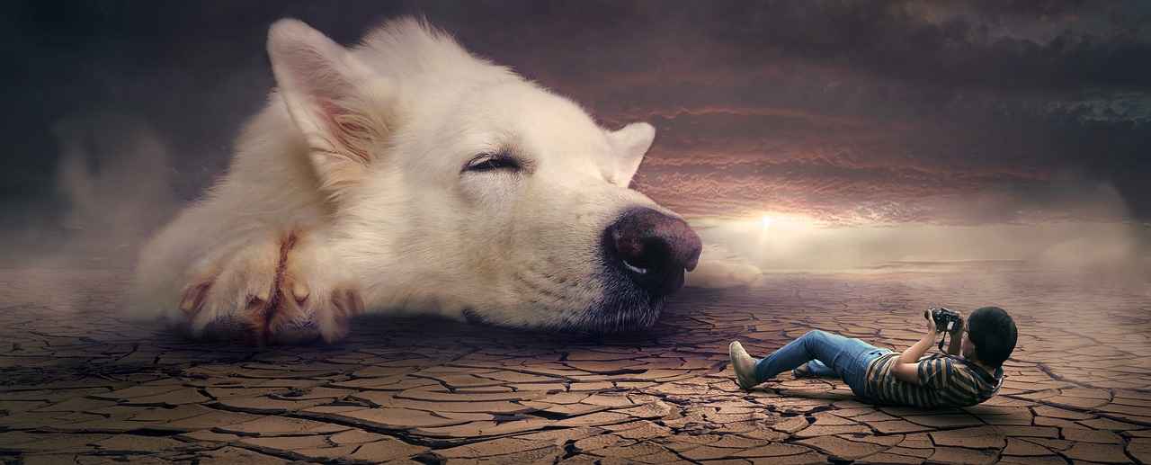 Choosing the Right Material for Your Dog Bed