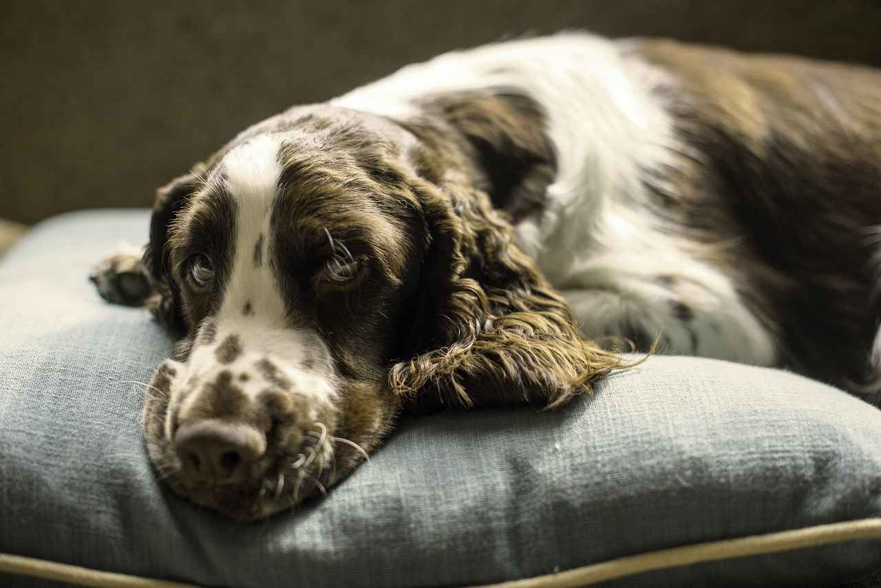 Expert Recommendations for Dog Bed Brands