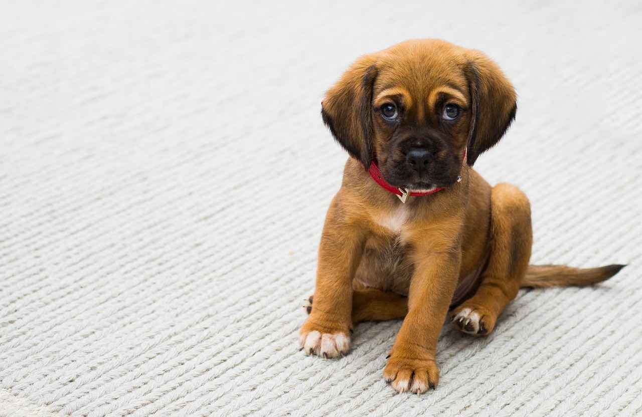 Where to Find Dog Beds Locally