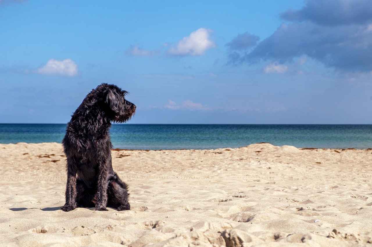 What is an Orthopaedic Dog Bed?