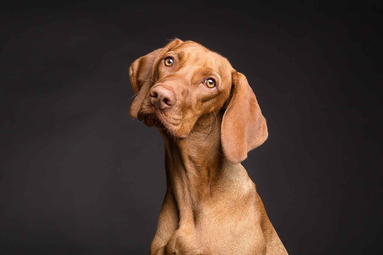 How to Maintain an Orthopaedic Dog Bed