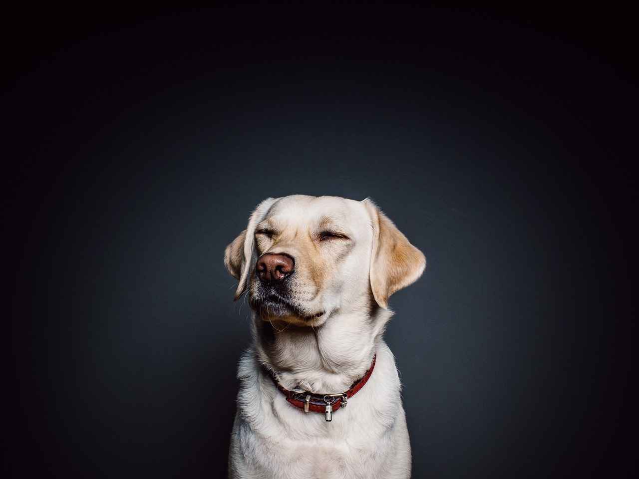 Choosing the Right Orthopaedic Dog Bed