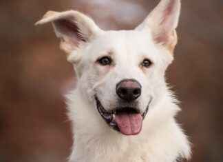 Dog Bed Ramp: Make It Easier for Your Dog to Get on the Bed Dog Bed Ramp: Make It Easier for Your Dog to Get on the Bed