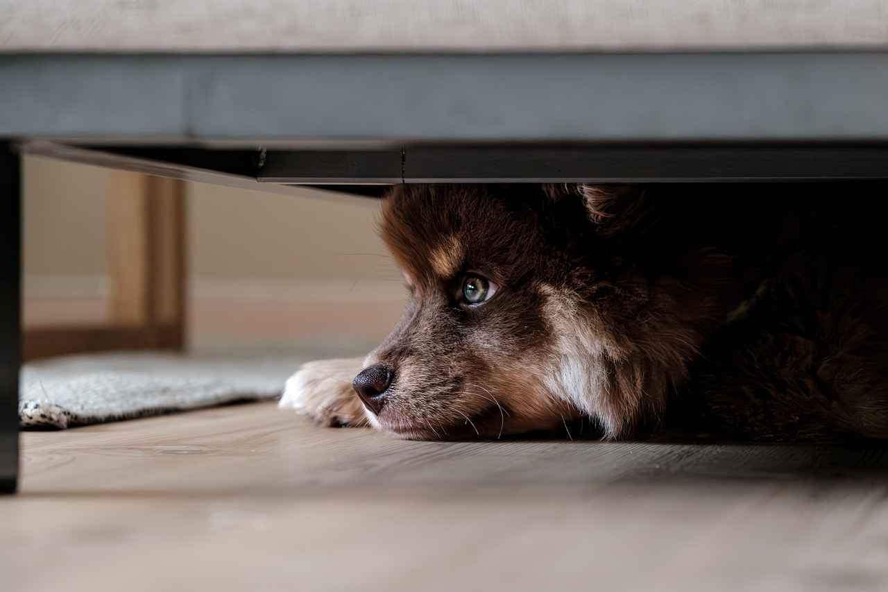 Maintenance and Care for Your Dog Bed Ramp