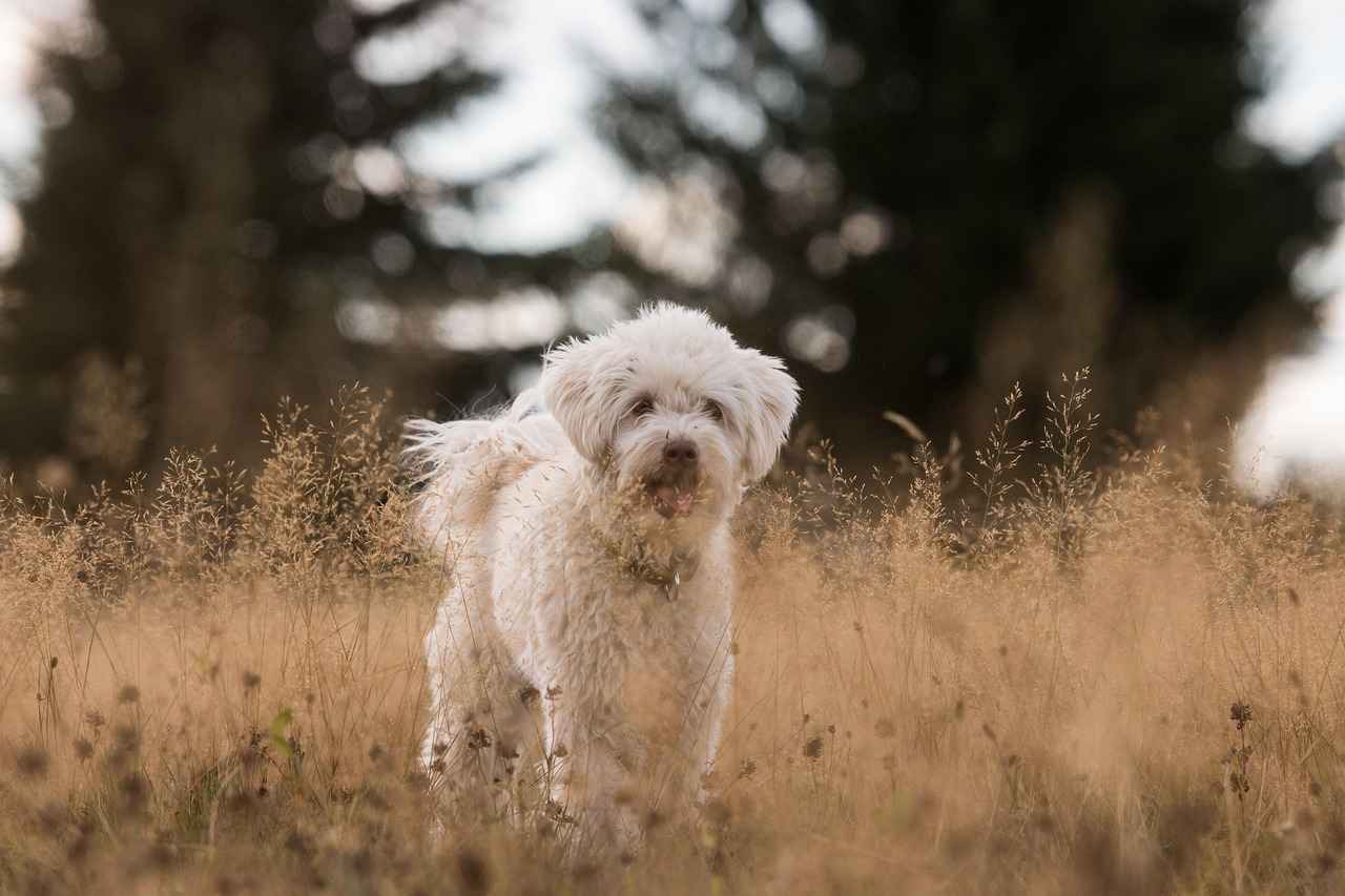 Choosing the Right Dog Bed Ramp