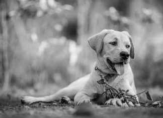 Dog Bed Sofa: Stylish Comfort for Your Pup Dog Bed Sofa: Stylish Comfort for Your Pup