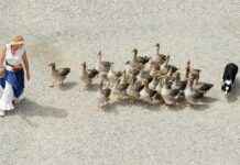 Dog Bed Stairs: Help Your Dog Reach Their Bed with Ease Dog Bed Stairs: Help Your Dog Reach Their Bed with Ease