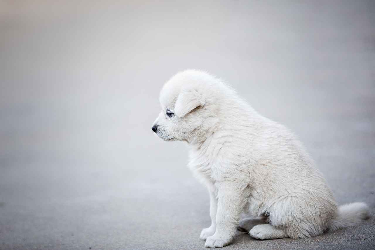 Dog Bed Steps: Easy Access for Your Dog to Its Bed 1 Why Dog Bed Steps Are Essential