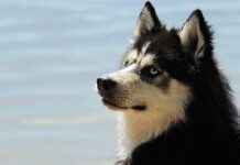 Dog Bed with Canopy: Keep Your Dog Cozy and Protected Dog Bed with Canopy: Keep Your Dog Cozy and Protected