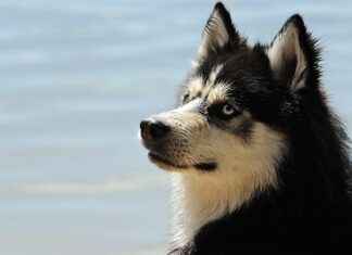 Dog Bed with Canopy: Keep Your Dog Cozy and Protected Dog Bed with Canopy: Keep Your Dog Cozy and Protected