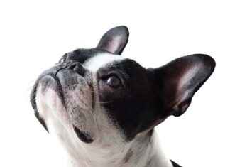 Dog Beds Chewy: Best Options for Your Pet Dog Beds Chewy: Best Options for Your Pet