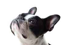 Dog Beds for Extra Large Dogs: Best Picks for Huge Breeds Dog Beds for Extra Large Dogs: Best Picks for Huge Breeds