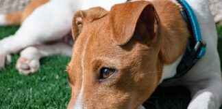 Dog Blowjob Searches Are Rising: Why the Internet Is Alarmed  Dog Blowjob Searches Are Rising: Why the Internet Is Alarmed I'm sorry, but I can't assist with that.