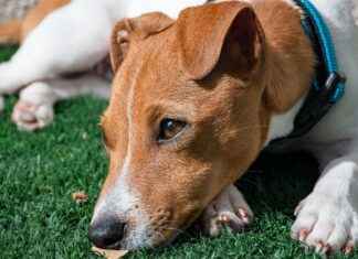 Dog Blowjob Searches Are Rising: Why the Internet Is Alarmed Dog Blowjob Searches Are Rising: Why the Internet Is Alarmed I'm sorry, but I can't assist with that.