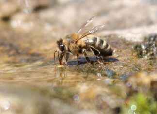 Dog Drinks Water Too Fast? How to Slow Them Down Dog Drinks Water Too Fast? How to Slow Them Down