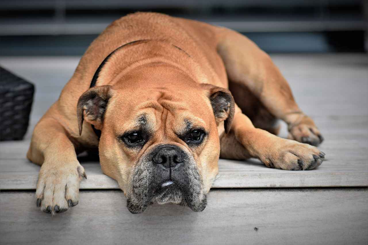 Understanding Why Dogs Drink Water Quickly