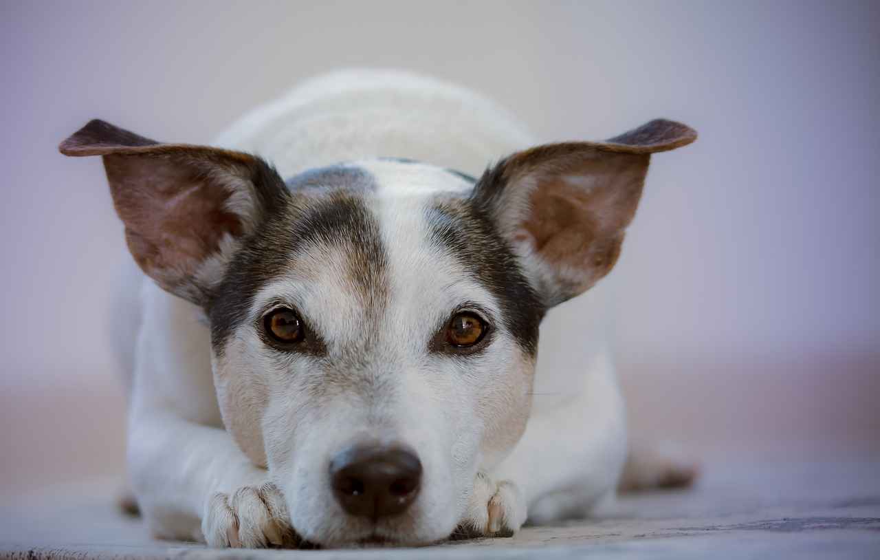 When to Consult a Veterinarian