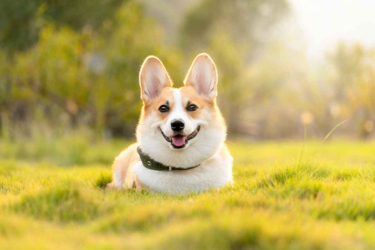 How to Slow Down Your Dog's Drinking