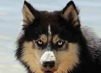 Dog Movies for Kids: Tail-Wagging Adventures for the Whole Family Dog Movies for Kids: Tail-Wagging Adventures for the Whole Family