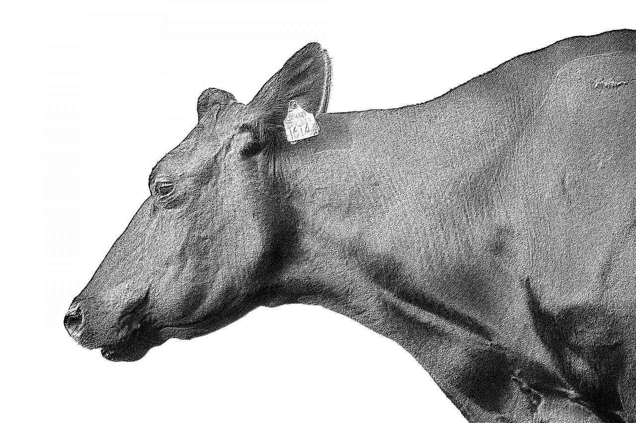 Doodle Haircut Styles: The Cutest Grooming Styles for Goldendoodles and More 1 What Are the Popular Doodle Haircut Styles?