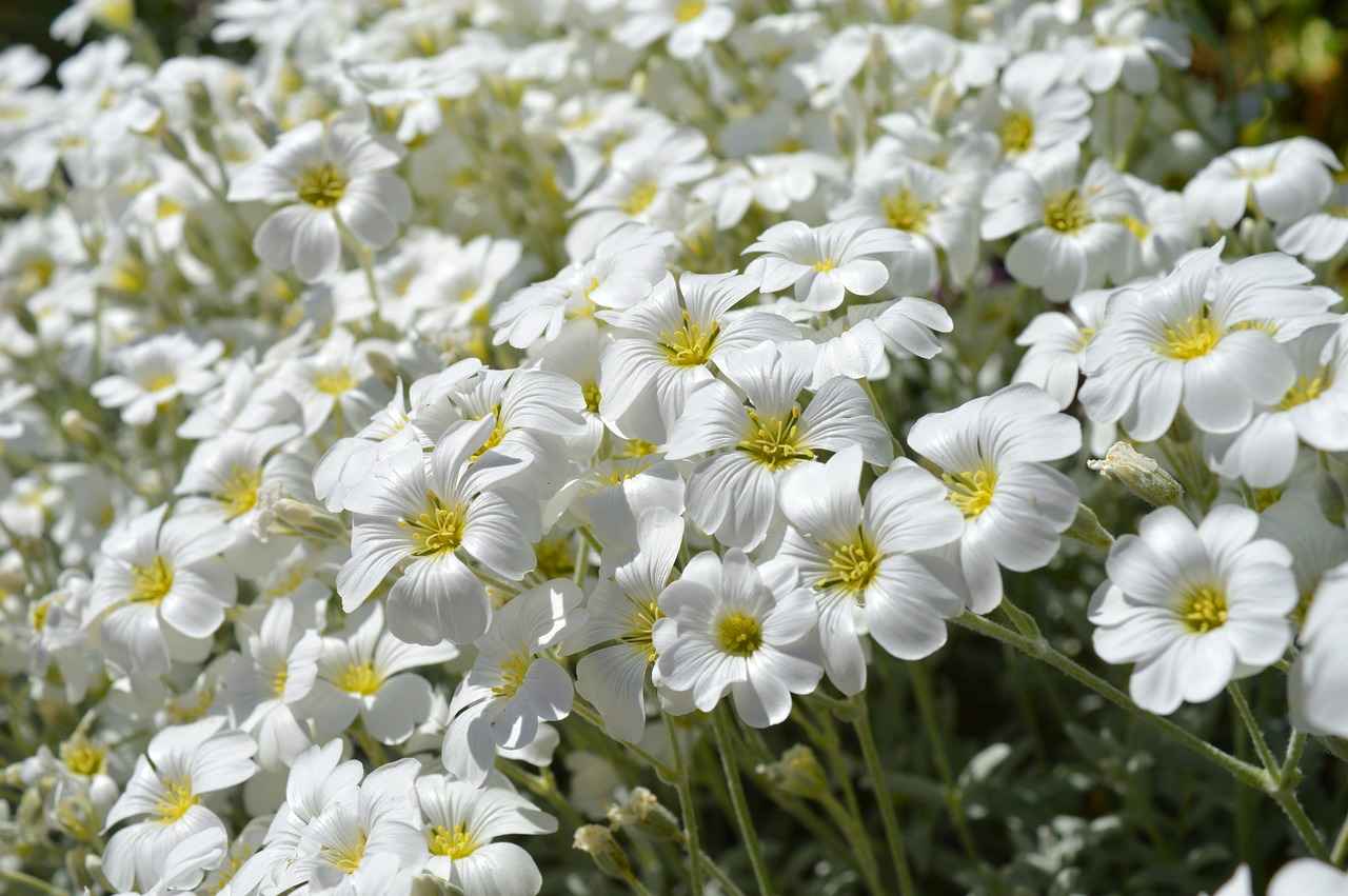 Understanding Cushion Types