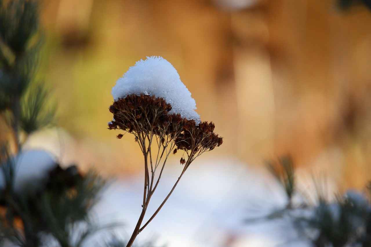 Dry Fast vs. Water Fast: Key Differences Explained 1 What is Dry Fasting?