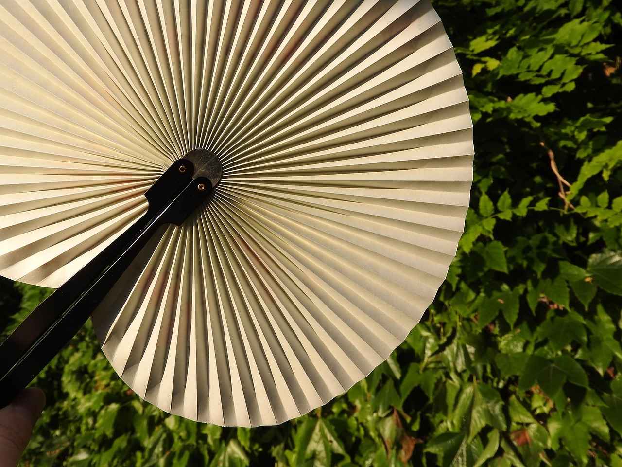 Fan Reactions and Attendance