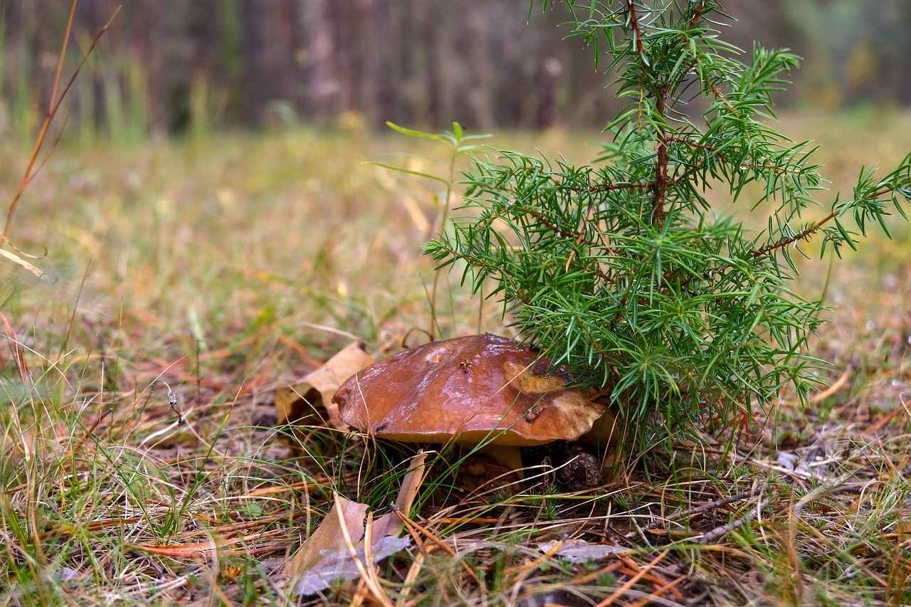 Upcoming Matchups and Predictions