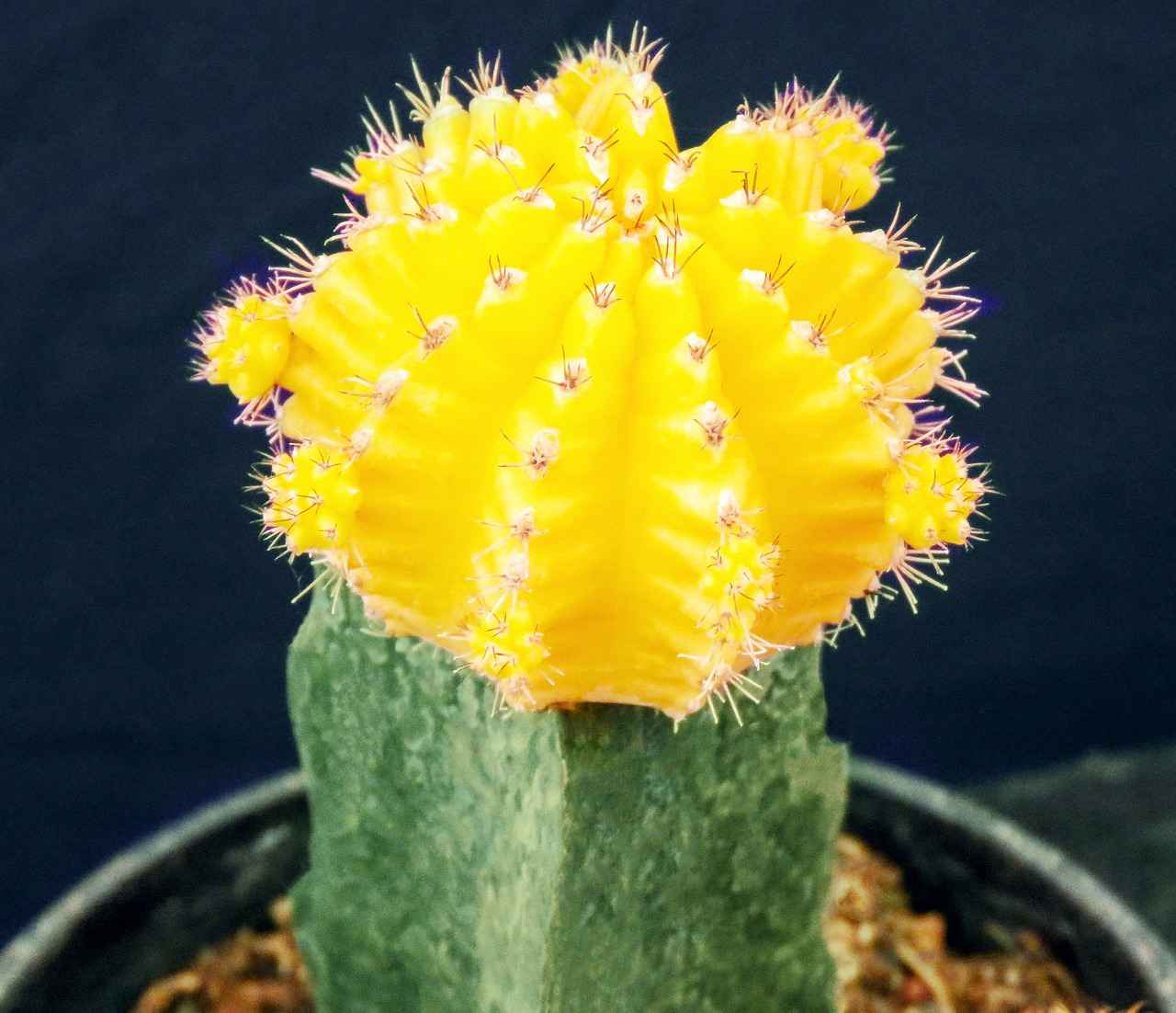 What Are the Best Ways to Enjoy El Jimador Tequila?